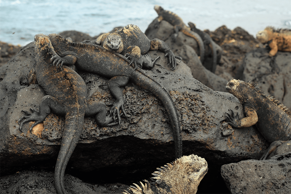 Galapagos y Machu Picchu 10 Días