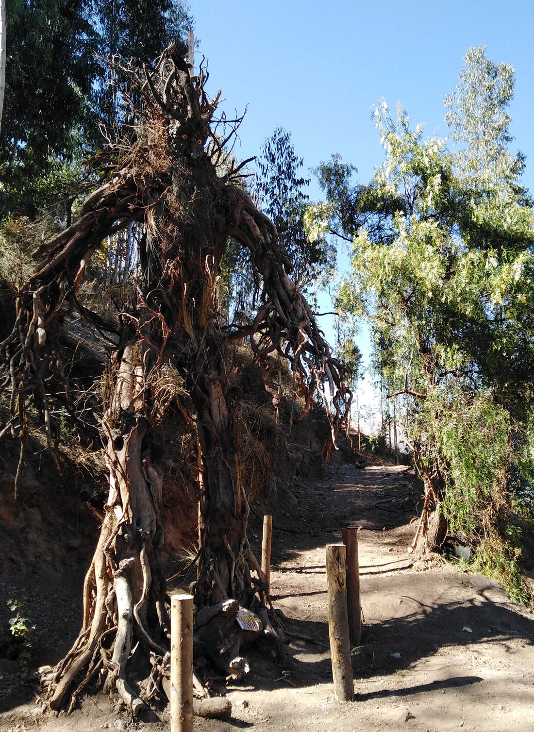 ¿DONDE QUEDA EL BOSQUE DE LOS ENTS?