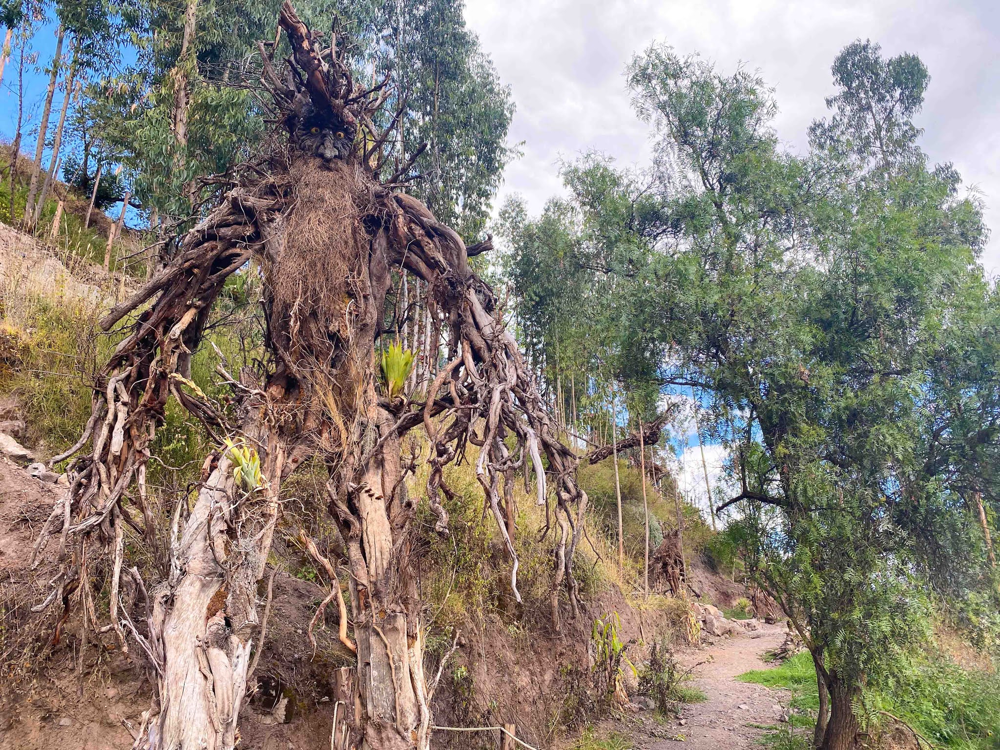 RL BOSQUE DE LOS ENTS